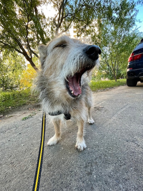 Foto vertical de um cachorro engraçado e fofo bocejando em uma caminhada ao ar livre