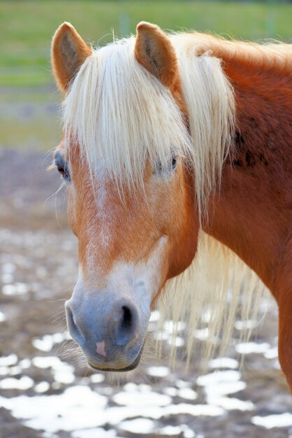 Foto vertical de um cavalo marrom