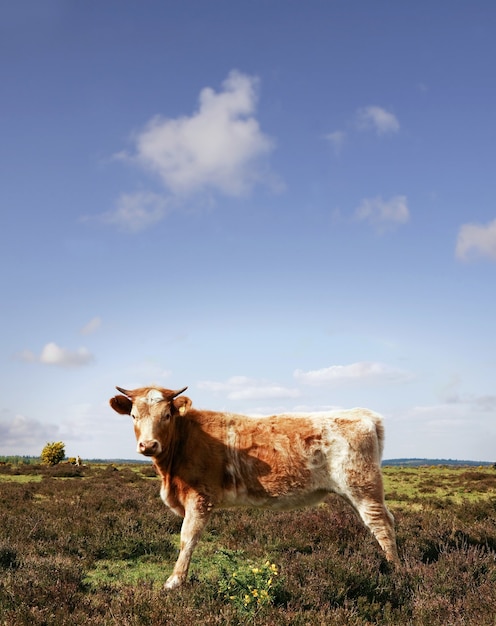 Foto vertical de um caw posando em um dia claro de verão no campo