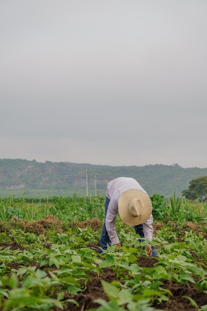 Foto vertical de um fazendeiro hispânico em sua plantação no México