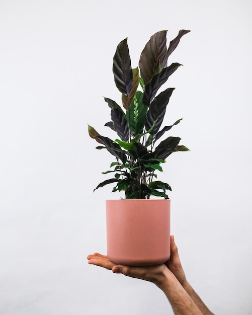 Foto vertical de um homem segurando um vaso de plantas perto de uma parede branca