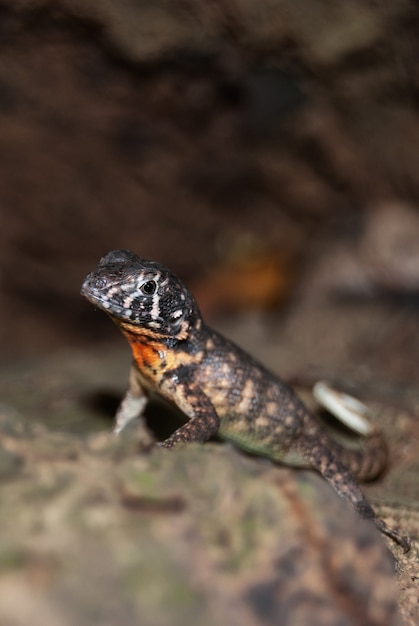 Foto vertical de um lagarto fofo em um ba borrado