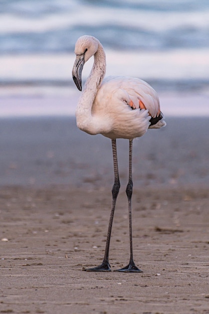 Foto vertical de um lindo flamingo branco em pé na areia macia na praia