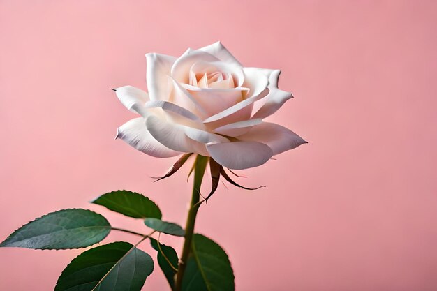 foto vertical de uma bela rosa branca gravada em uma parede rosa