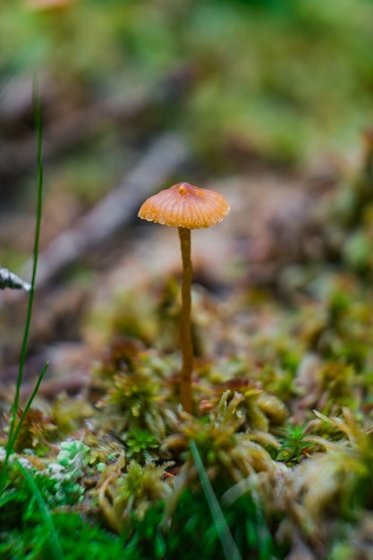 Foto vertical de uma fíbula de Rickenella no chão coberta de musgos sob a luz do sol