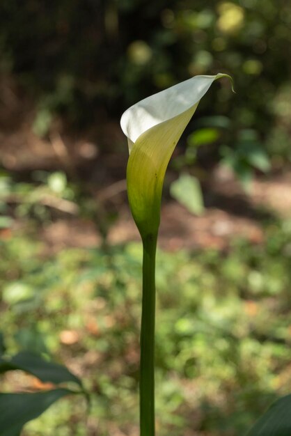 Foto vertical de uma flor de Calla Lily ou gannet no campo com seu longo caule e espaço para texto