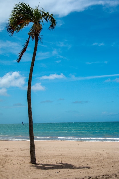 Foto vertical de uma longa palmeira no meio de uma praia em um dia de vento
