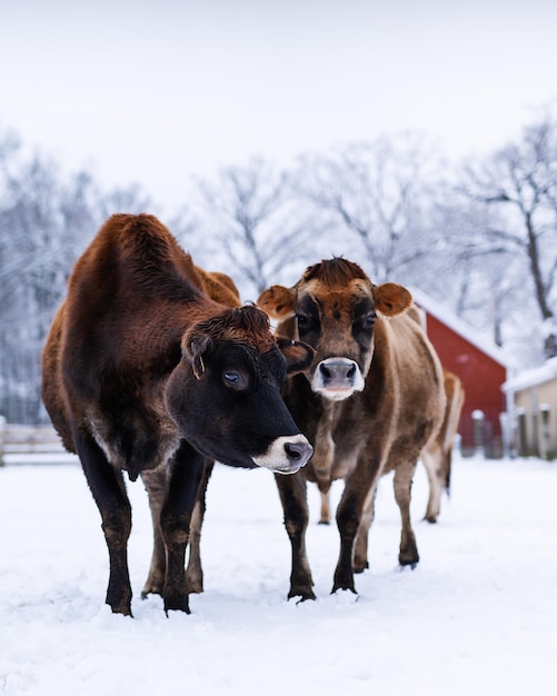 Foto vertical de vacas leiteiras marrons na fazenda durante o inverno