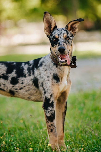 Foto vertical do cachorro leopardo Catahoula com coleira no parque