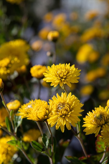 Foto vertical de flores amarillas en el jardín.