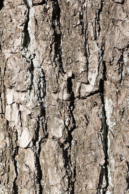 Foto vertical Fondo de madera de textura de corteza de árbol gris