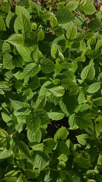 Foto vertical Fundo da foto vegetação densa de capim-limão chinês naturalmente