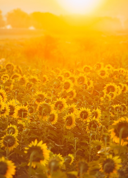 Foto vertical de girasoles mirando al sol en la mañana durante el amanecer.