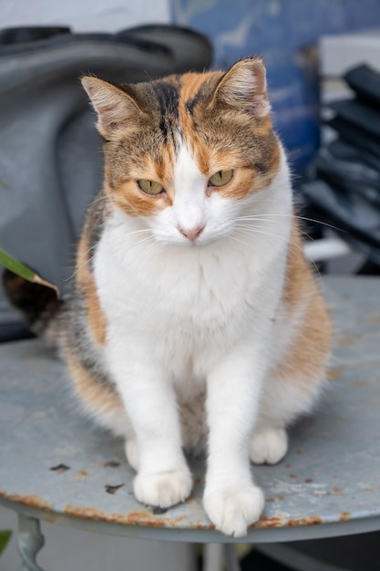 Foto vertical hembra tricolor de kitty de raza calico abandonada