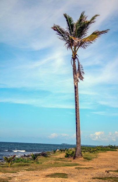 Foto vertical de una palmera en medio de un camino costero en Puerto Rico