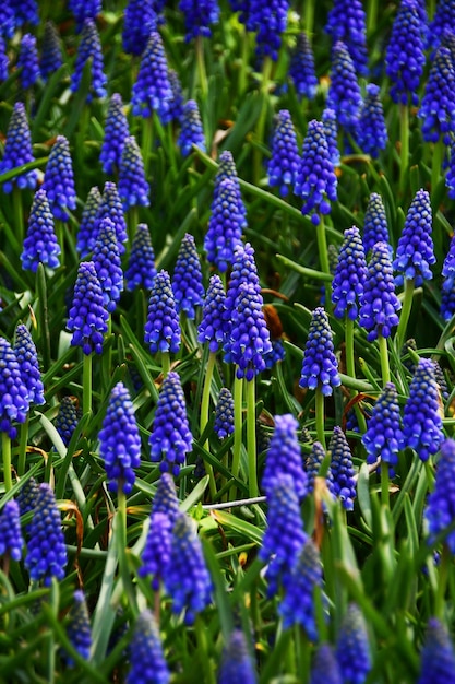 Foto vertical Ratón jacinto o Muscari lat Muscari Hermosas flores de color azul oscuro en un macizo de flores