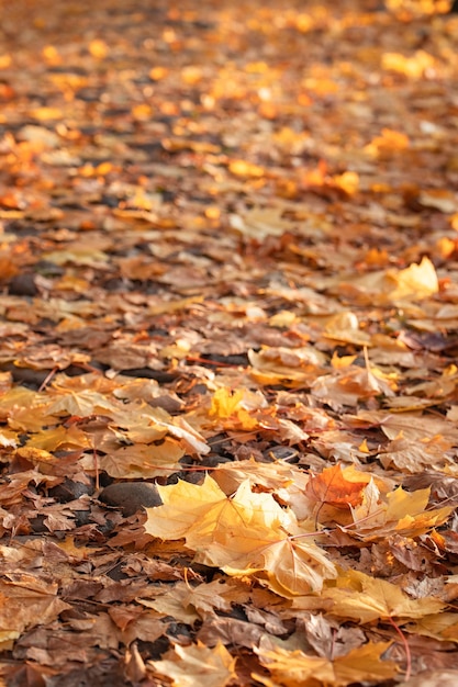 Foto vertical del sendero cubierto de alfombras de hojas de arce amarillas de otoño caídas, enfoque selectivo