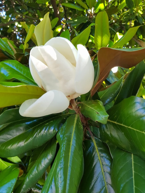 Foto vertical, uma grande flor de magnólia do sul, branca e cremosa, é cercada por folhas de árvores verdes brilhantes Fechamento de pétalas brancas