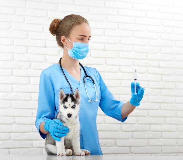 Foto de un veterinario profesional sosteniendo una jeringa preparándose para inyectar a un pequeño cachorro de husky siberiano profesión salud medicina mascotas animales concepto de vacunación.