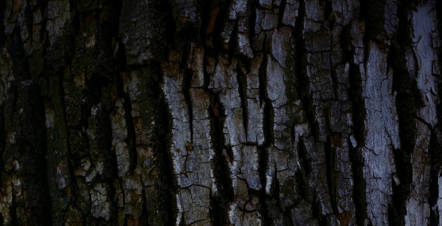 foto de la vieja superficie de madera con textura natural