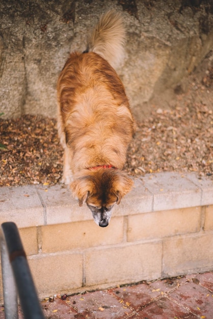 foto de un viejo perro peludo en la calle.