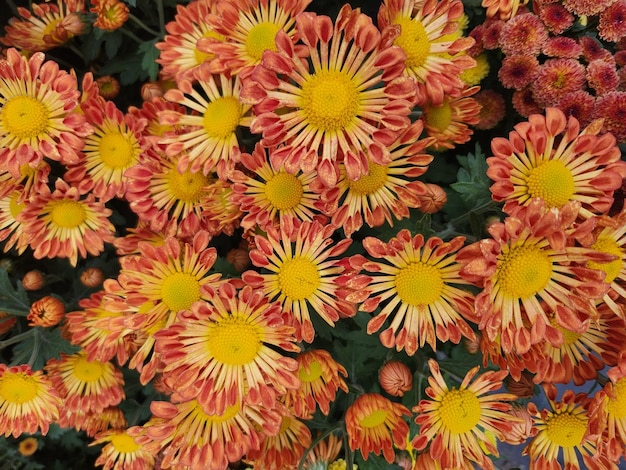 Foto vintage de hermosas flores de crisantemo rojo y amarillo en el jardín.