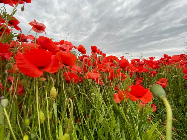 Foto de vista de ángulo bajo campo de amapolas silvestres contra el cielo nublado