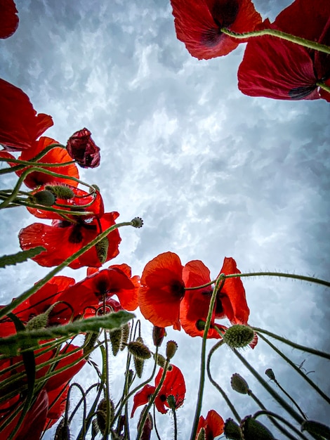 Foto de vista de ángulo bajo campo de amapolas silvestres contra el cielo nublado