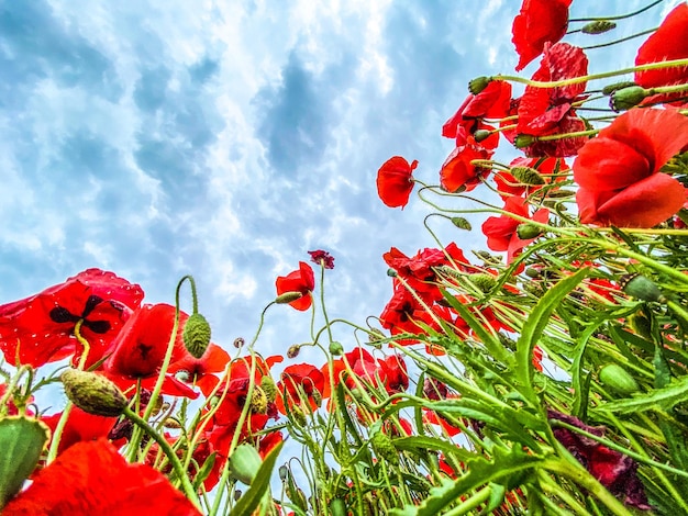 Foto de vista de ángulo bajo campo de amapolas silvestres contra el cielo nublado