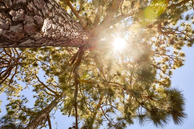 Foto de la vista del árbol de pino alto verde