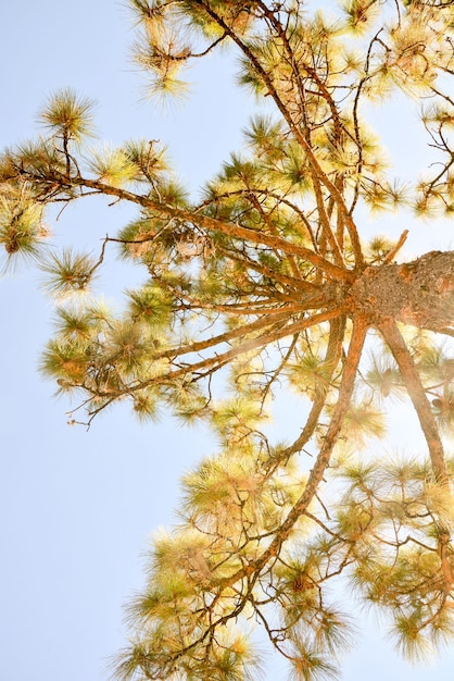 Foto de la vista del árbol de pino alto verde