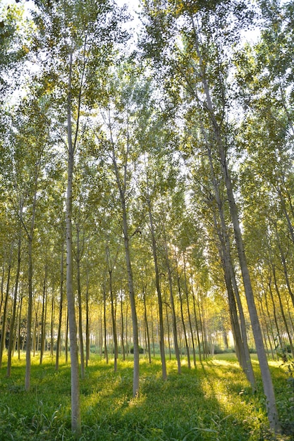 Foto de la vista del árbol de pino alto verde