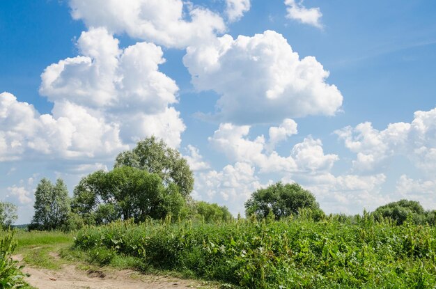 Foto de una vista de campo de verano con cielo azul, nubes blancas, árboles verdes y hierba