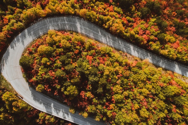 Foto foto de vista superior de un camino forestal en otoño