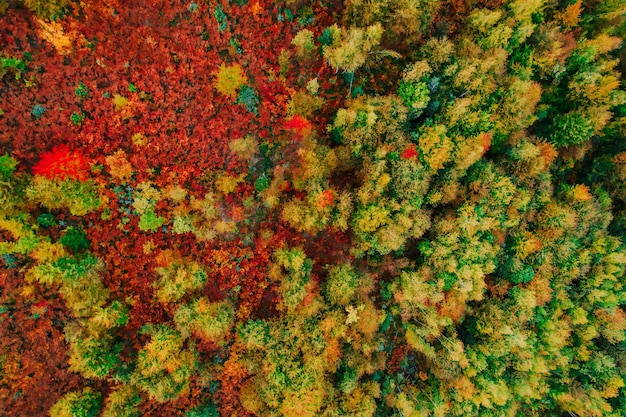 Foto foto de vista superior de un camino forestal en otoño