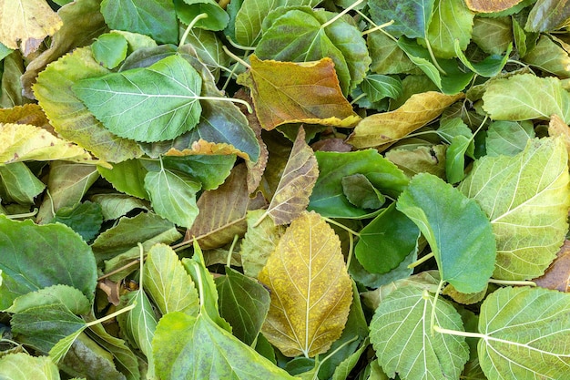 Foto de vista superior de hojas de otoño