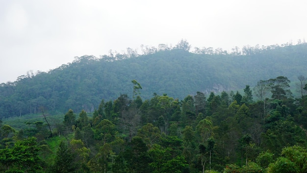 Foto foto de las vistas de la montaña llena de árboles