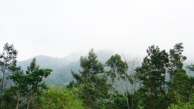 Foto foto de las vistas de la montaña llena de árboles