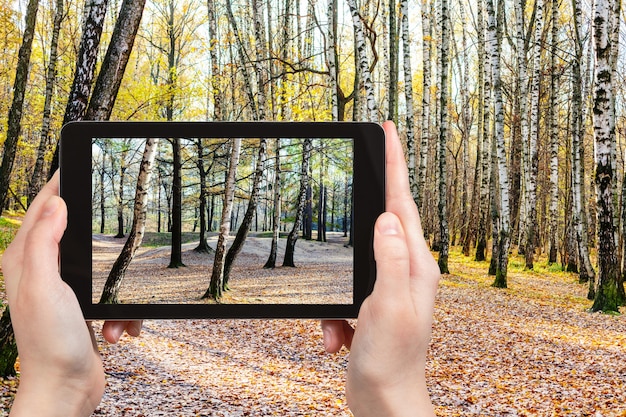 Foto von Birken im Wald im Herbst