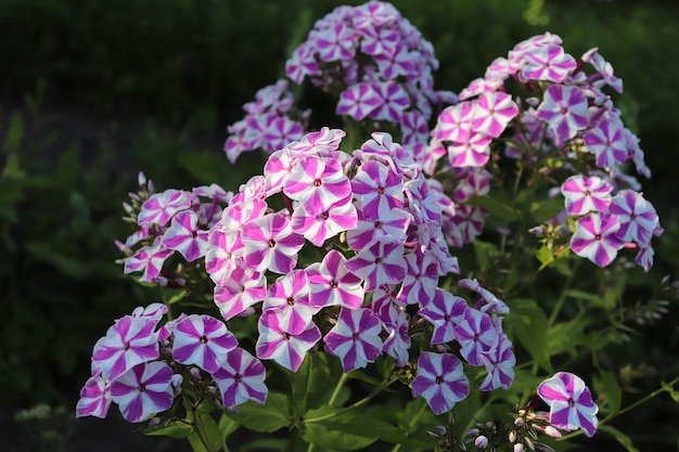 Foto von blühenden Phloxen im Dorf im Sommer