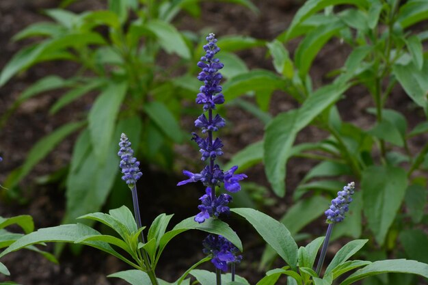 Foto von Blumenansichten im Garten