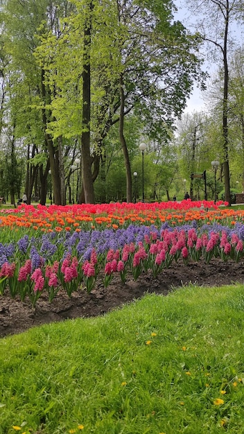 Foto von bunten Blumen im Park im Freien