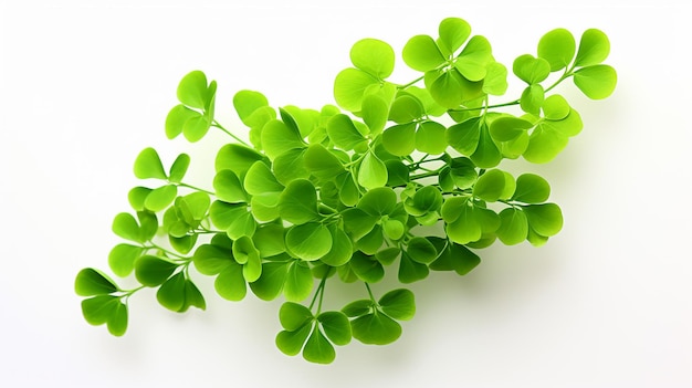 Foto von einer wunderschönen Maidenhair-Fernblume, isoliert auf weißem Hintergrund