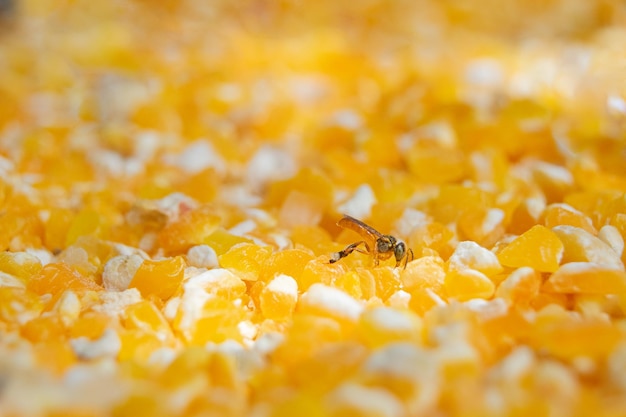 Foto von Engelsbienen, die Pollen sammeln, Bienen fliegen