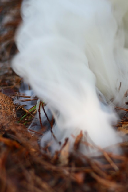 Foto von Erholung im Freien im Wald