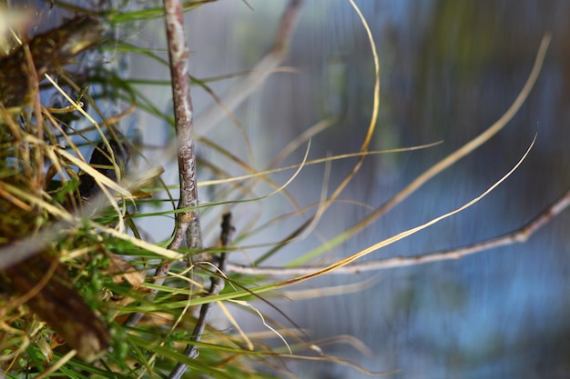 Foto foto von erholung im freien im wald