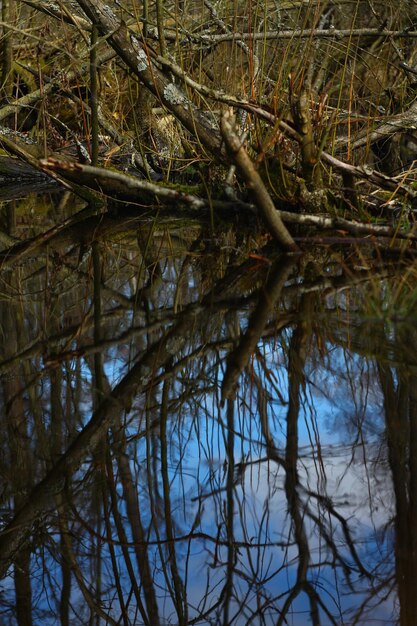 Foto von Erholung im Freien im Wald