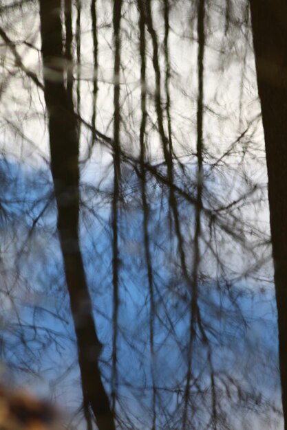 Foto foto von erholung im freien im wald