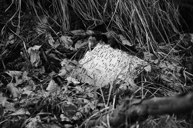 Foto von Erholung im Freien im Wald