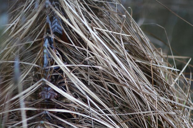 Foto von Erholung im Freien im Wald